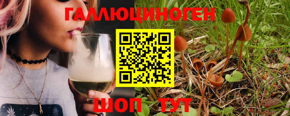 где купить наркоту  Вход с VPN  Псилоцибиновые грибы Psilocybe  Ульяновск  Псилоцибиновые грибы Psilocybine cubensis 